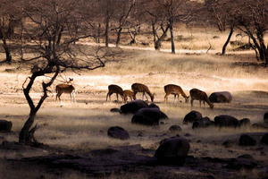 Jaipur & Delhi Pickup: Ranthambore National Park Safari