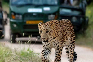 Winter Wildlife Safari in Rajasthan: Exploring the Wild Side