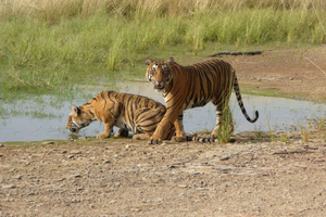 Safari Real de Rajasthan: Experiencias en Trenes Patrimoniales
