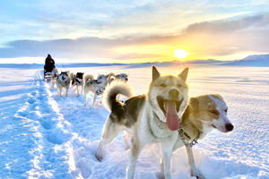 From Reykjavik - Iceland Husky Tour Ride & Cuddle Experience