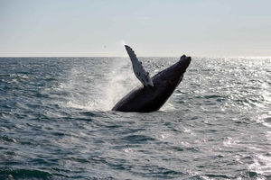 From Reykjavik: Whale Watching Tour