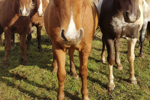 Iceland: Volcanic Landscape Horse Riding Tour