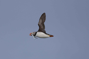 Reykjavík: Tour Expresso de Observação de Papagaios-do-mar – 1 Hora com Aves Adoráveis