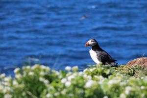 Puffin Watching Tour