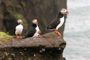 Puffin Watching Yacht Cruise from Downtown Reykjavík