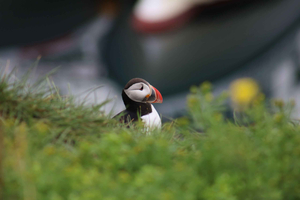 Reykjavik: 1-Hour Puffin Watching Tour