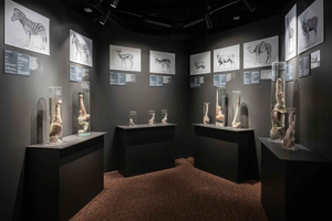 Reykjavik: toegangsbewijs IJslands fallologisch museum