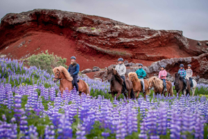 Reykjavik: Small-Group Horse Volcano Riding Tour with Pickup
