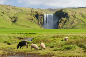 Reykjavik: South Coast Tour with Chinese Guide