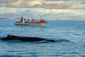 Reykjavik: Whale and Puffin Watching RIB Boat Tour