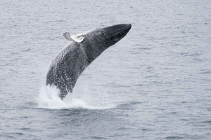 Reykjavik: tour di balene e avventure marine