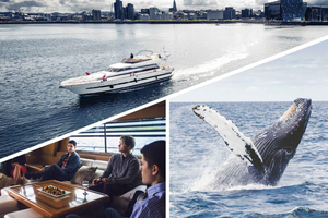 Reykjavik: Yachtkryssning med valskådning och delfinskådning