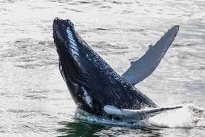 Reykjavik: Whales and Northern Lights Boat Tour