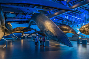 Reykjavik: Entree ticket walvissen van het IJslandse museum