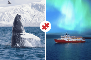 Reykjavík: Kombi-Schifffahrt Whale Watching und Nordlichter