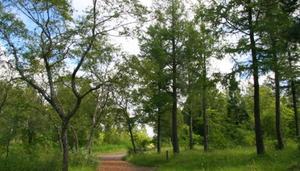 Hallormsstadaskogur