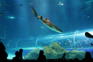 Entdecke AquaRio & Olympic Boulevard: Meeresleben und Kunst