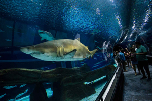 Rio: visite du boulevard olympique, d'AquaRio et du musée de demain