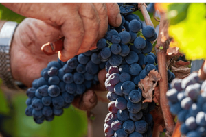 Boutique Winery Visit & Tasting near Rome