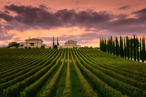 From Roma: Montepulciano and Montalcino, on the Wine Routes
