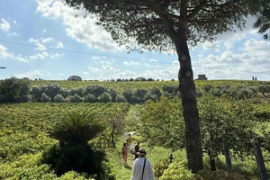 Roma: visita guiada a una bodega ecológica y cata de vinos en Frascati