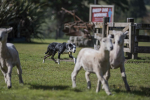  Agrodome 1-Hour Live Farm Show