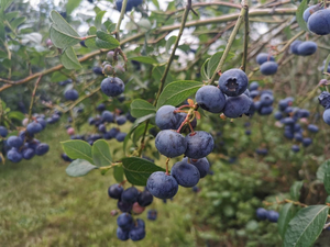 Experiência Mamaku Blue