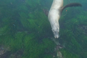 Snorklingstur med sjölejon och grottor i La Jolla Cove
