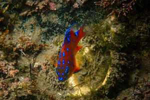 Mission Point Park: Snorkeling Introductory Lesson + Tour