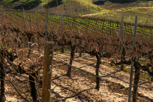 Privat rundtur till vingårdar i Temecula Valley