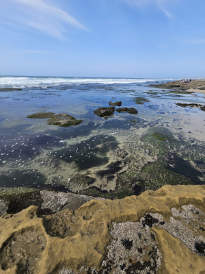 Ocean Beach Tide Pools