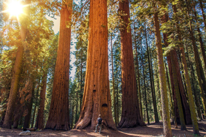 Von San Francisco aus: Geführte Exkursion nach Muir Woods mit Guide