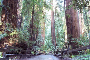 From San Francisco - Guided Tour to Muir Woods and Sausalito