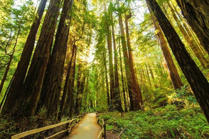 Golden Gate Bridge Muir Woods Sausalito with Optional Alcatraz