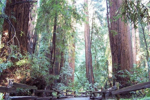 Guided Tour to Muir Woods National Park and Sausalito