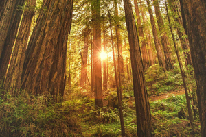 San Francisco: Muir Woods, Sausalito, & Battery Spencer Tour