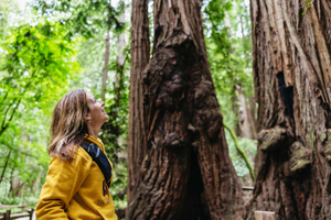 San Francisco: Muir Woods & Sausalito Tour with Ferry Option