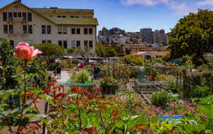 Fort Mason Community Garden