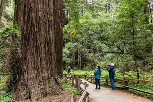 Muir Woods, Napa & Sonoma Valley Wine Tour