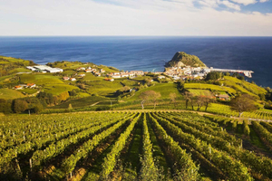 San Sebastián rural culture: vineyard visit and farm hiking