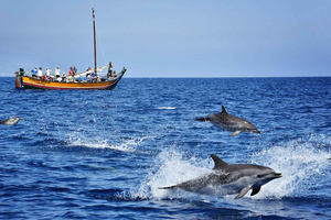 Madeira: Walvisexcursie in een traditioneel schip