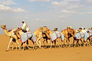Trace the Ancient Frankincense Route of Arabia in Najran