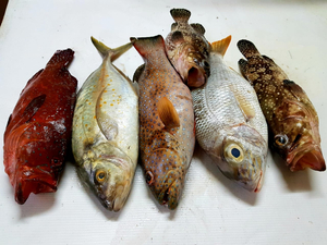 Seafood restaurants