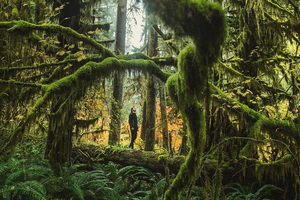 Best of Olympic National Park from All-Inclusive Small-Group Day Tour