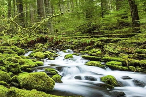 From Seattle: Olympic National Park Full Day Tour