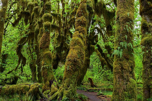 From Seattle Private Hoh Rain Forest and Rialto Beach Tour