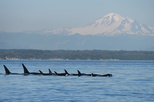 Half-Day Wildlife and Whale Watching Cruise
