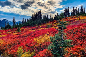 Mount Rainier National Park Self-Guided Audio Tour