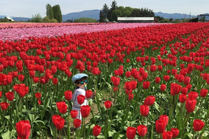 Tulip Festival in Skagit Valley Tour from Seattle