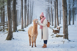 Alpaca + Nami + Eobi (med jernbanecykel eller jordbær)